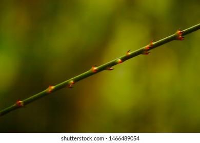 The barbs on wait a while aka lawyer vine are for climbing other plants.   That is a lie, they crave flesh.