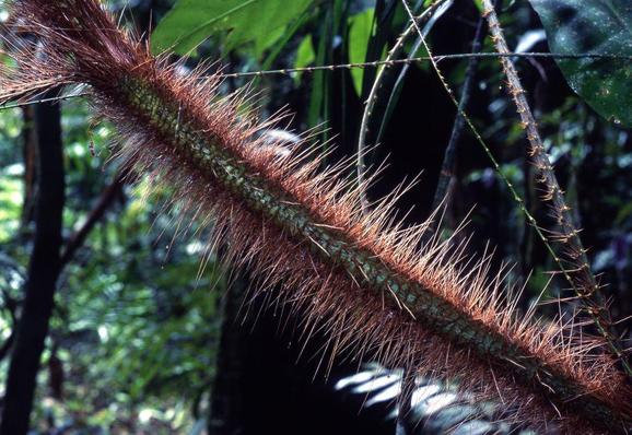 The stem of the wait a while bine is a thorny nightmare.   Surprisingly, the spines drop off as the vine ages and it makes lovely cane furniture.   We do not know who started the eating-human-flesh vs made-into-deck-chair war, but we know the plants are winning.