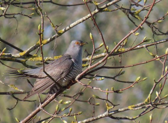 Ein Kuckucksmännchen sitzt im Profil in einem Baum mit großen Blattknospen. Der Vogel lässt wie für seine Art typisch die Flügel etwas nach unten hängen. Seien Flügel und der Rücken sind schiefergrau, Kopf und Hals in einem bläulichen Grau. Brust und Bauch sind hell mit breiter grauer Querbänderung.