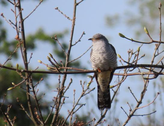 Ein Kuckucksweibchen frontal auf einem Zweig sitzend. Um sie herum weitere Zweige mit dicken Blattknospen. Im Gegensatz zum Männchen sind bei ihr Hals, Brust und Bauch hell gefärbt und haben schmale hellgraue Querbänder.