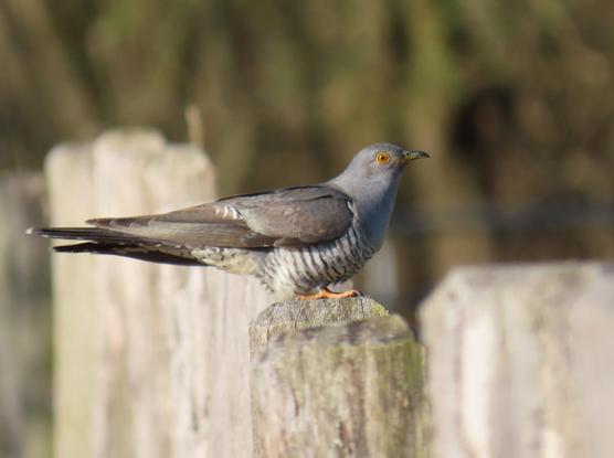 Der männliche Kuckuck sitzt auf einem von mehreren Zaunpfählen im Profil.