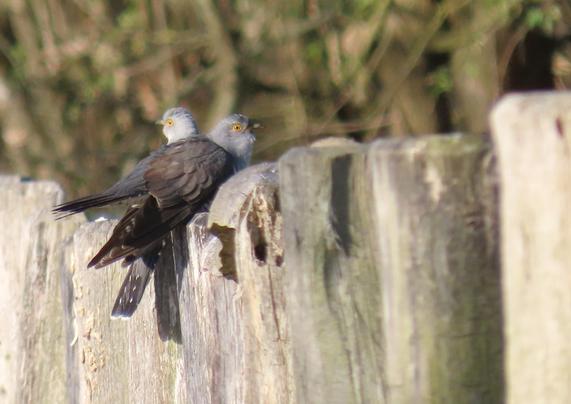 Wie zuvor. Das Weibchen hat sich zu ihm gesellt und sitzt neben (bzw. aus dieser Perspektive hinter) ihm. Das Männchen lässt wieder die Flügel etwas hängen und hat sein Gefieder an Kopf und Hals aufgeplustert.