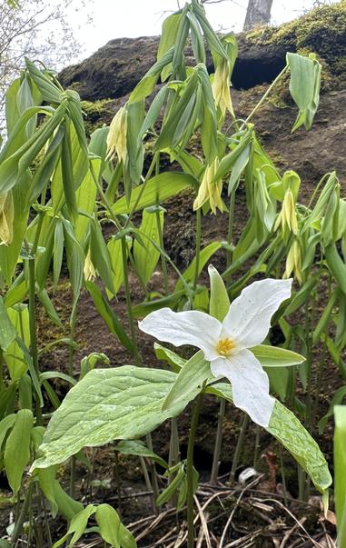 A single White Trillium stands proudly backed by a cluster of pendulous Large-Flowered Bellwort. Set against dark stone for an simple contrasting background..