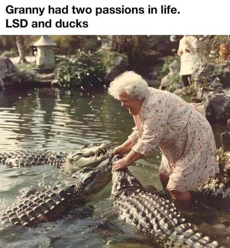 The picture shows an elderly lady petting some alligators in a lake.  The caption says,

Granny had two passions in life.
LSD and ducks