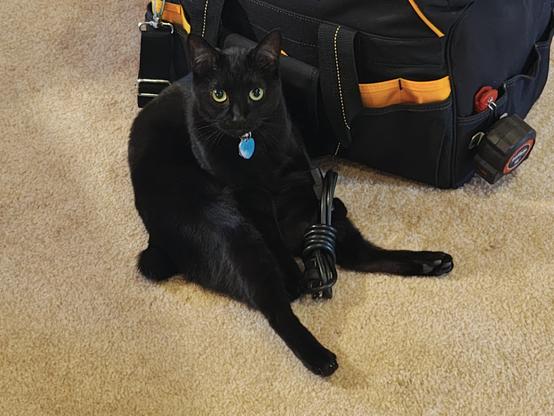 jet sitting human style with a wire in lap