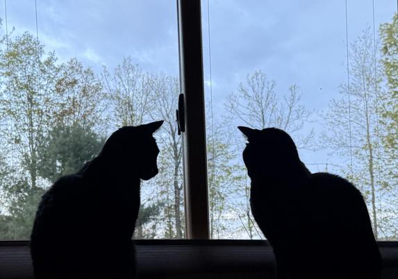 Two black cats silently parked at basement window, early morning light illuminating the cloudy sky and trees with new leaves. They are patiently waiting for things to skitter by: birds, chipmunks, voles … whatever wiggles or jumps. So far it is quiet.