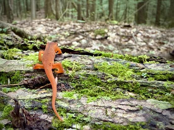Red Eft climbed up on the top of a fallen moss covered log appears to be looking to the future, or at least off into the deep woods ahead. I do not know how far an eft can actually look and if that's the main motivation for where they go.