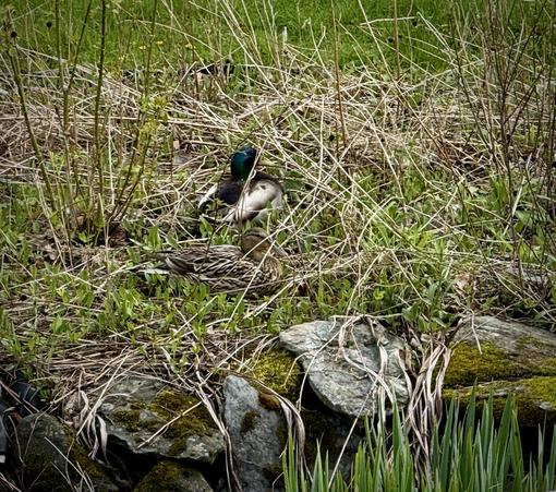 A pair of mallard ducks resting in the flowers/weeds/whatnot next to the small pond by our house.