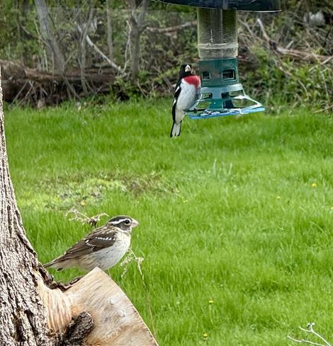 A pair of Rose Breasted Grosbeaks, the mail is on bird feeder while female is closer to camera rested on old stump