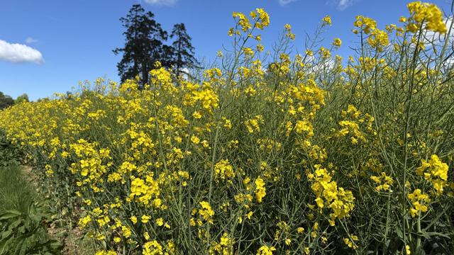 Photo, landscape, exterior: A bright sunny day, looking up close and receding into the distance at Rapeseed, a yellow brassica crop. In the distance is a tree, and blue skies.