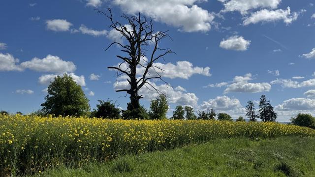 Photo, landscape, exterior: A bright sunny day, looking at a field of Rapeseed, a yellow brassica crop. In the foreground is a wide lawn trail. In the distance are trees, and blue skies.