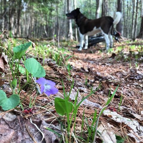 Our old dog on a May 10th mt bike ride 11 years ago. Little grasses emerging along sides of trail and a tiny purple flower is in the foreground. The dog and bike are further back, out of focus a bit with the background woods. He was a black and white mix, black upper body, white legs with black spots and a curled mostly white tail.