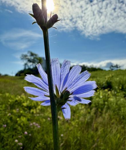 From a bike packing trip in 2025, a purple flower (Chicory?) photographed from behind with sun in the distance and shining through it. We see the shadow of an insect on its lower right pedals and the glisten of spider webs between the flower and a bud higher up the stem.