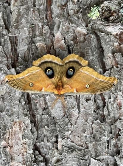 An brownish-orange moth  on side of flaky barked tree. I've rotated the image 180° to make the "eyes" on its wings look a bit more like eyes and the head area like a nose/mouth. The trailing edges of the wings are mostly yellow, outer edge trimmed in white and inner wing has a dark inner trim that looks like eyebrows. 
iNat suggest this is a Tussar Moth, their silk is of "commercial importance"