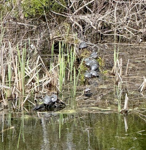 A long log on the edge of a pond with stacks of turtles enjoying the fleeting and fickle sun in between rain. What does a turtle think of the tympanic beat of rain on their shell?