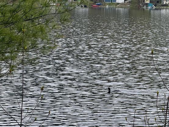 A loon almost hidden in the rippling water of Mascoma Lake