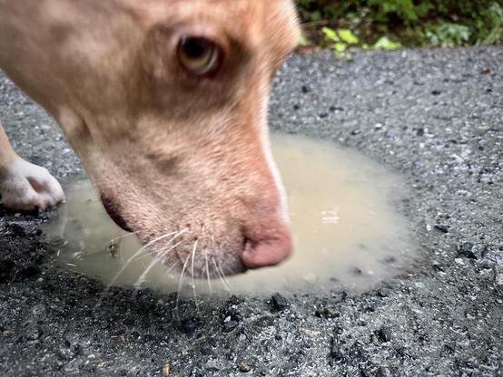 An orange tan dog with a white streak down the top of his muzzle gives us a bit of a side-eye as he goes to sip from a small muddy puddle on a wet gravel road. You can tell he's thinking about being a good dog and sharing but also, he found the puddle first!