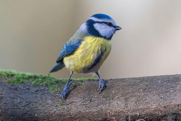 En liten blåmes på en gren. Den har huvudet på sne och tittar mot kameran.