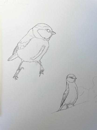 Två av de fyra blåmesarna ditskissade med fineliner.