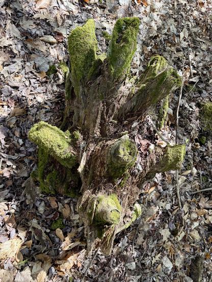 A two foot long section of an old tree trunk with a dozen or so stubby branch remains sticking out in all directions. The trunk is soft and decomposing, a home to many insects and small things like all of the moss enveloping the branch stubs.