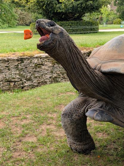 George the giant tortoise, mouth open wide to eat the carrot slice off a skewer. He's in a walled green enclosure surrounded by gardens. He was so much fun to feed because he never stopped coming toward you if you had a carrot on you!