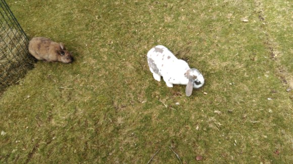 RABBIT