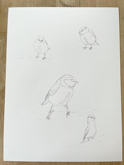 Fyra blåmesar skissade med fineliner på akvarellpapper. De ska målas sen.