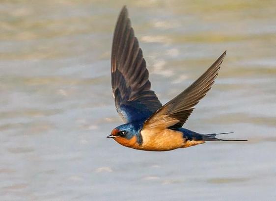 Barn swallow in flight over water. Male barn swallows are typically 6-7 in. long including wing span. (tiny fella). Its back, chin, throat and wings are a shiny blue. His underside is a rust-orange color. Females are smaller and identical in color although muted.
Barn swallows do not mate for life.