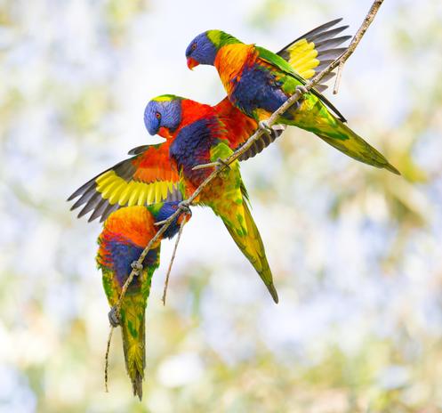 Three rainbow Lorikeets are perched on a thin brown branch. The male in the middle is flapping its wings as a display of attraction towards the female bird.