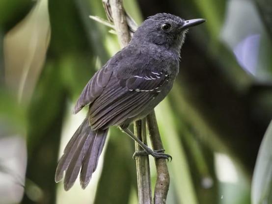 Picture of Dusky Antbird