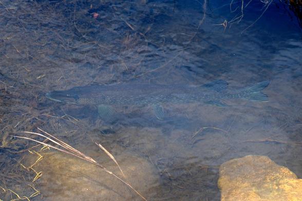 A large, slender, blue-grey fish well camouflaged in the dark, shallow water of a pond.