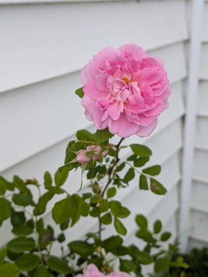 A pink double rose, fully open and fluffy. A few birds are visible in the background, and the bush is absolutely loaded with them. It smells divine!