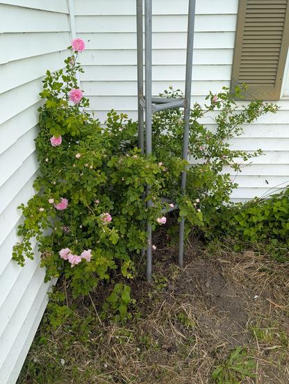 The whole bush, tucked into a corner behind an old antenna mast. It's loaded with flowers.