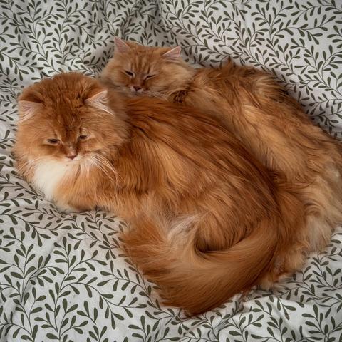 Two fluffy orange cats lying close together on a bed with leafy-patterned sheets. Akira is in the front and Sputnik in the back