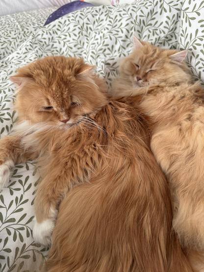 Two fluffy orange cats are cuddling on a bed with white and green leaf-patterned sheets