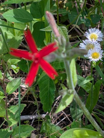 A pretty decent shot of a few fleabane daisies, in the background of a bright red fire pink flower that I was trying to capture. Dappled sunlight provides drama