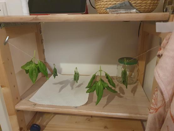 A photo of drying basil in my kitchen. Five sets of basil leaves are hanging upside down on a thin thread, across the front of one of my kitchen shelves. Some were harvested yesterday today and still have some volume to them, a few have already been drying for a couple of days and have shrunken down noticeably.

The shelf is surrounded with "casual kitchen messiness": there's a red towel visible to the right of the photo, an empty pickles jar in the back of the shelf waiting to be recycled, and an iPad used as a smart home interface on top.