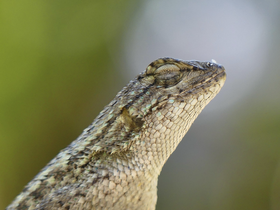 A blue belly lizard basks in the heat. Lizard is shown from the shoulders up in profile. His eyes are closed, head lifted towards the sun. There’s a soft green and lavender background