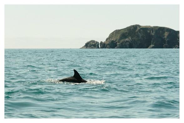Dorsal fin and back of a dolphin break the water’s surface, with the coastal cliffs and split in the rock in the background.