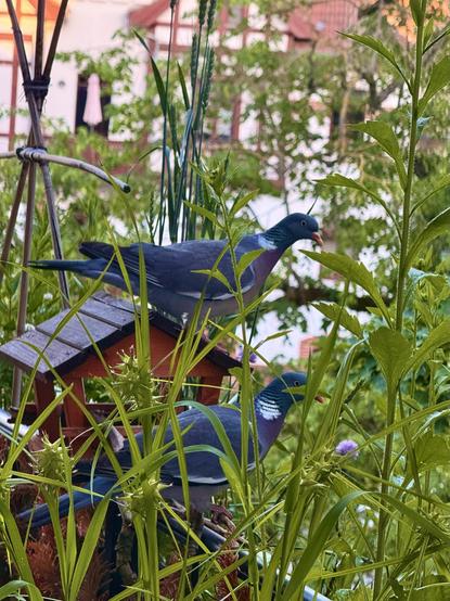 Two wood pigeons are perched near a small birdhouse, surrounded by tall green grass and plants. The background features a blurred residential area.