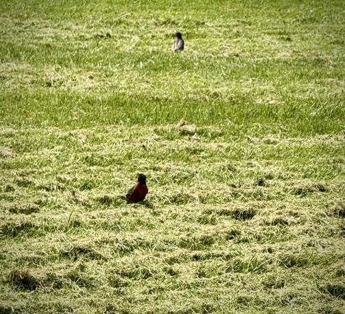 Two of a half dozen robins sifting through fresh cut grass for newly exposed snacks