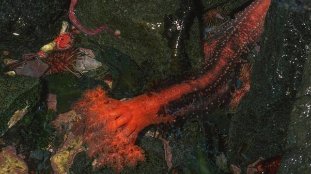 A sea cucumber