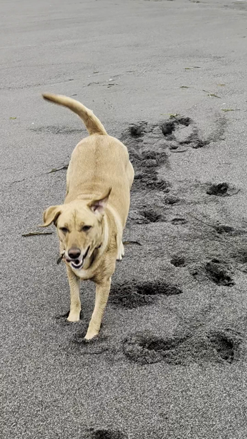 Golden lab is frolicking on the sand at the beach. She looks happy running towards the camera in a short video.