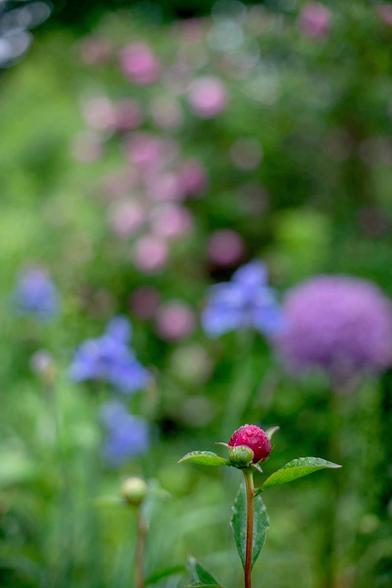 photograph of a red peony bud with other flowers in soft focu behind the shallow depth of field