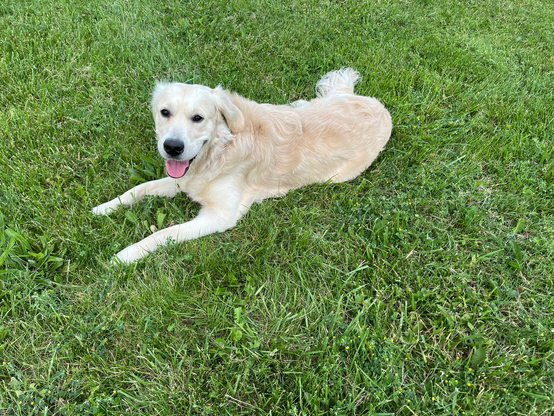 A Golden Retriever with a cream colour coat, vibing in the grass with a contented expression and a blep after playing lots of fetch