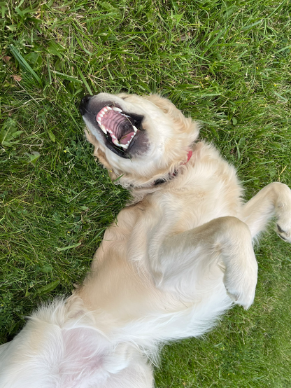 Killdozer with his belly up, mouth wide open, squirming in the grass like a damn goblin