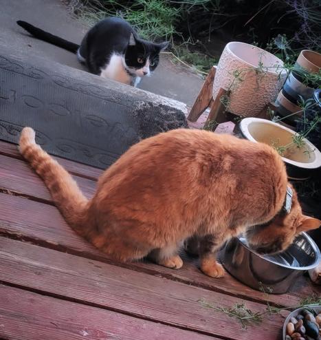 Orange cat drinking water is stalked by a smaller tuxedo cat on my front porch in the St. John's neighborhood of Portland Oregon.