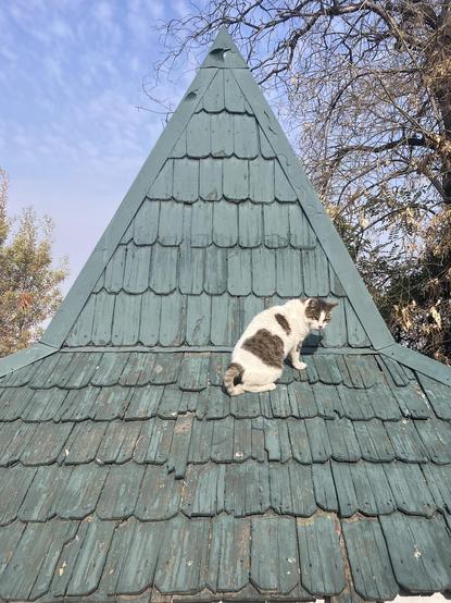 A white and brown cat basking on the green roof of a cabin in a park. He looks mildly annoyed.
