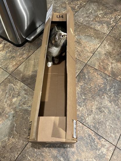 A white faced tabby cat sits in a long cardboard box, his head poking out looking out