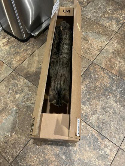 The same tabby Cat standing in the box with his whole long tabby body visible his face is down so it’s just a long cat in a box